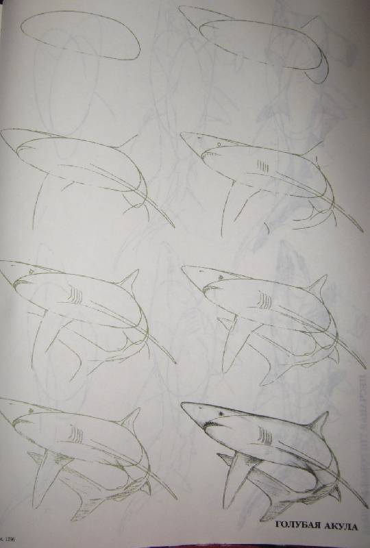 Иллюстрация 17 из 33 для Рисуем 50 акул, китов и других морских животных - Эймис, Бадд | Лабиринт - книги. Источник: Спанч Боб