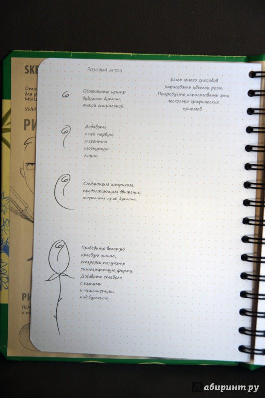 Иллюстрация 39 из 56 для Sketchbook. Рисуем цветы. Визуальный экспресс-курс рисования - Пименова, Осипов | Лабиринт - книги. Источник: Vera Grey