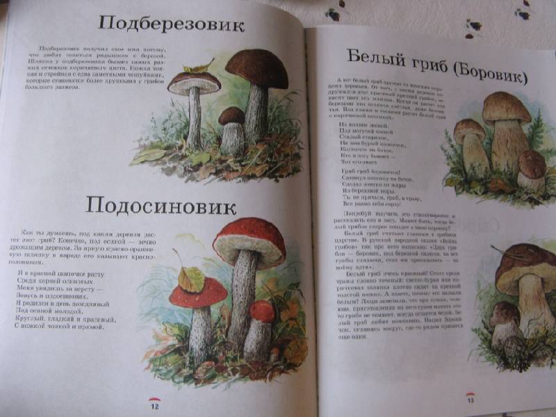 Иллюстрация 19 из 35 для Царство грибов: книга для чтения детям - Лидия Гарибова | Лабиринт - книги. Источник: Осень-рыжая подружка.