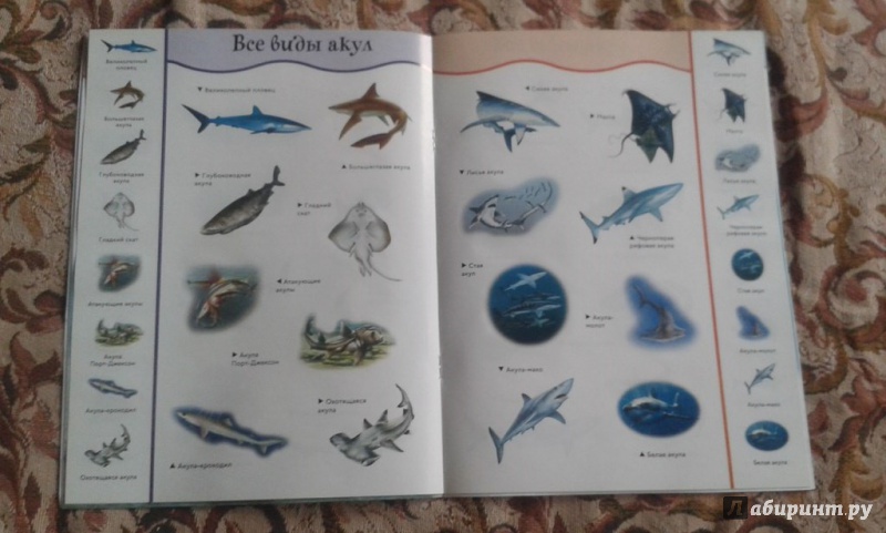 Иллюстрация 16 из 28 для Акулы | Лабиринт - книги. Источник: Соколенко  Света