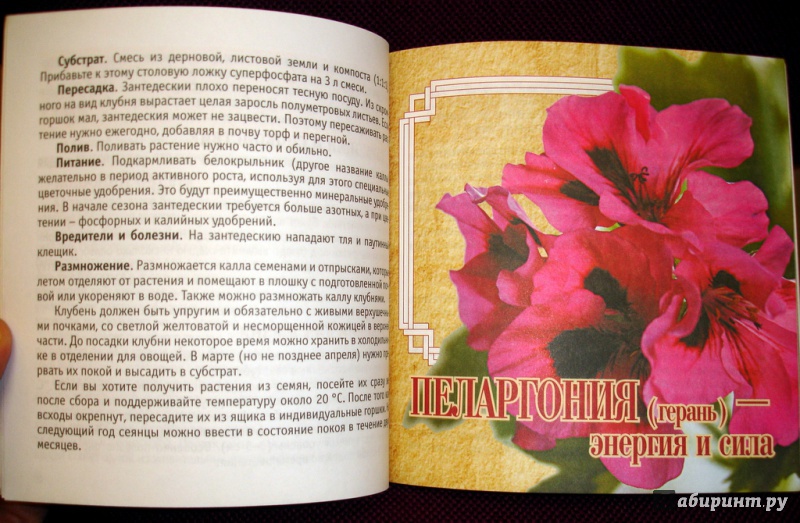 Иллюстрация 5 из 6 для Комнатные цветы-талисманы | Лабиринт - книги. Источник: Kassavetes