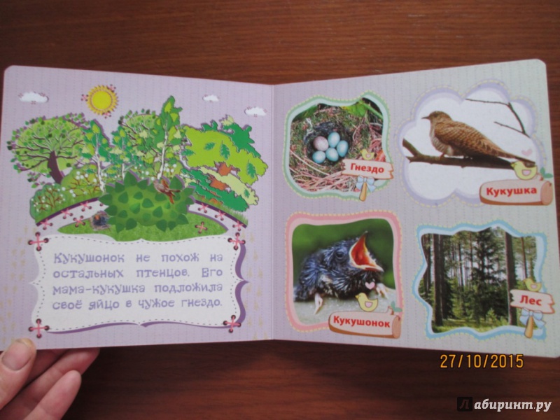Иллюстрация 7 из 12 для Дикие птицы и их птенцы - Вера Мельник | Лабиринт - книги. Источник: Марина Епифанцева