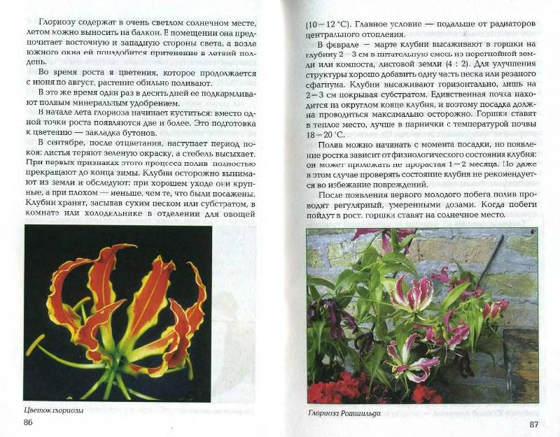 Иллюстрация 4 из 21 для Луковичные и клубневые растения - Е.К. Беляевская | Лабиринт - книги. Источник: enotniydrug