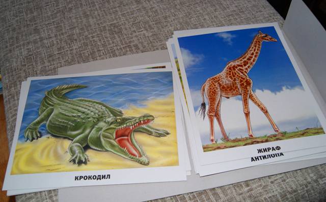 Иллюстрация 19 из 35 для Обучающие карточки. Животные Африки | Лабиринт - игрушки. Источник: Богданцова Альбина