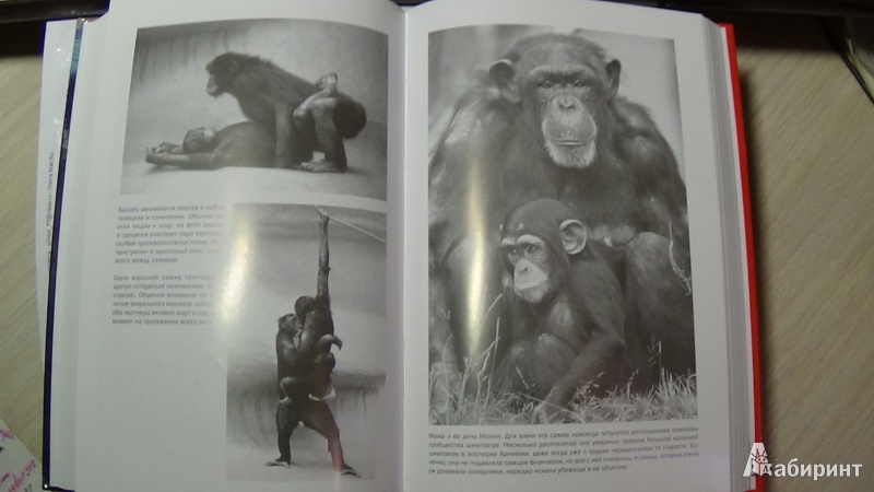 Иллюстрация 12 из 21 для Истоки морали. В поисках человеческого у приматов - Вааль де | Лабиринт - книги. Источник: Консультант по наукам