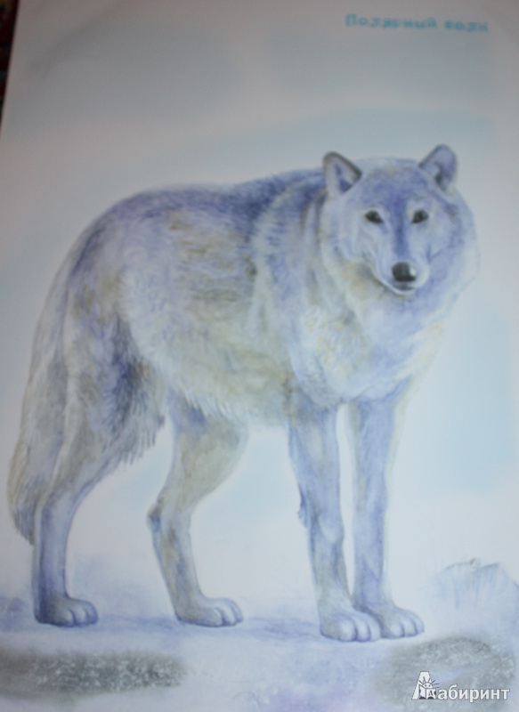 Иллюстрация 5 из 6 для Животные севера | Лабиринт - книги. Источник: Носенко  Елена Михайловна