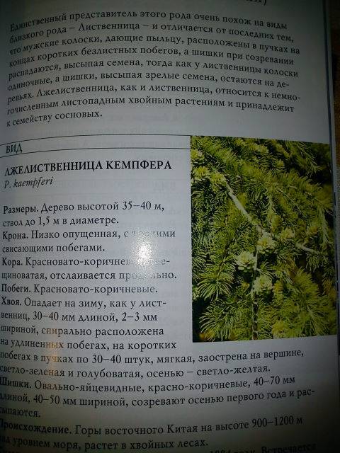 Иллюстрация 1 из 6 для Хвойные растения - Лилиан Плотникова | Лабиринт - книги. Источник: Бусёк