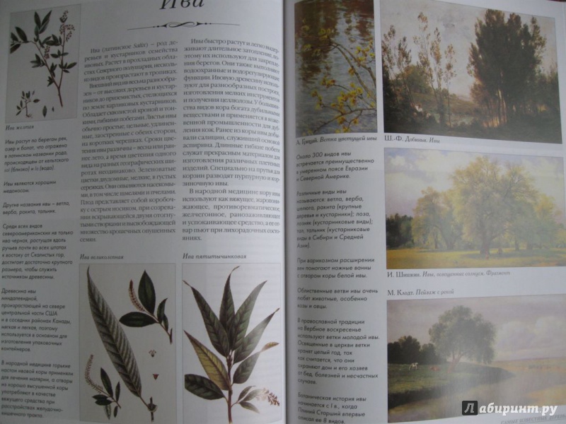 Иллюстрация 6 из 37 для Самые известные деревья. Иллюстрированная энциклопедия | Лабиринт - книги. Источник: В.