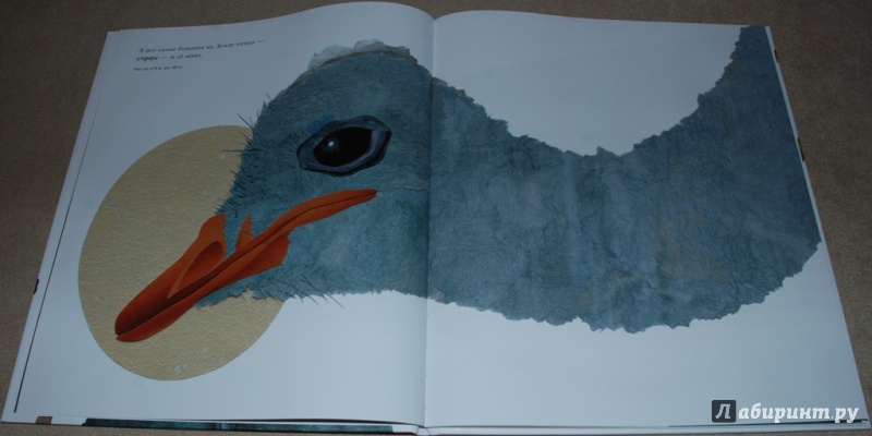 Иллюстрация 29 из 84 для Сравни! Животные в натуральную величину - Стив Дженкинс | Лабиринт - книги. Источник: Книжный кот