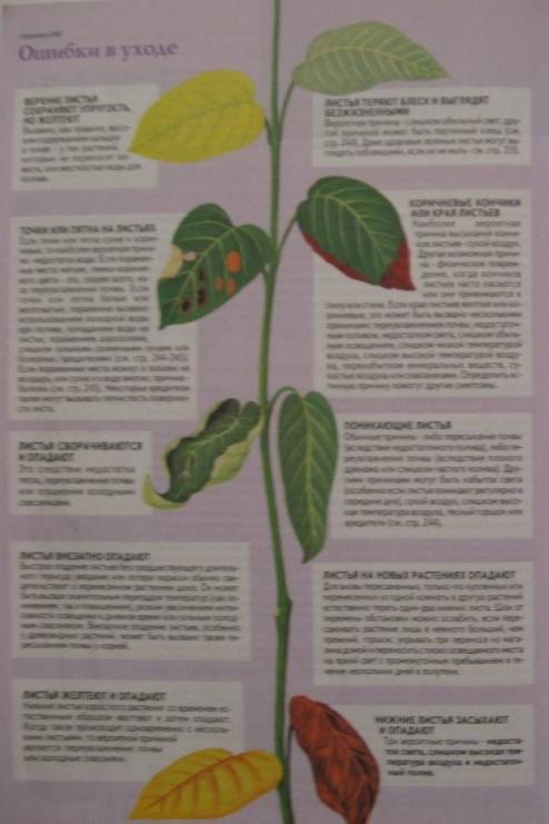 Иллюстрация 11 из 19 для Все о комнатных растениях - Дэвид Хессайон | Лабиринт - книги. Источник: ixora