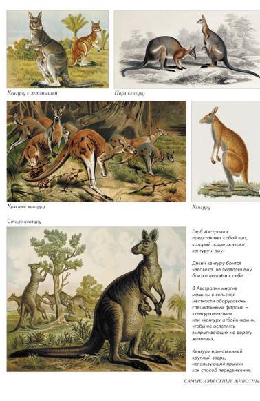 Иллюстрация 34 из 52 для Самые известные животные | Лабиринт - книги. Источник: Золотая рыбка