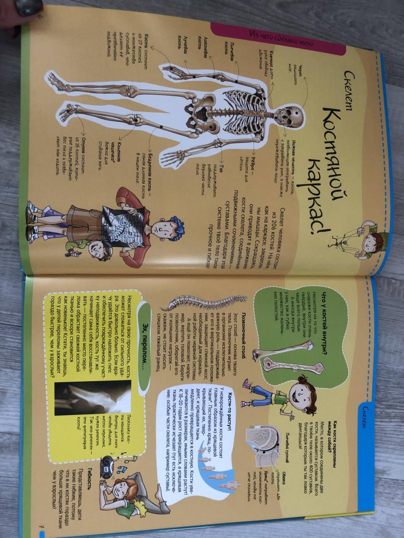 Иллюстрация 64 из 81 для Тело человека. Нескучная анатомия - Алехо Родригес-Вида | Лабиринт - книги. Источник: Ки  Анастасия