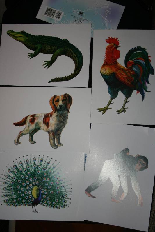 Иллюстрация 9 из 31 для Животные. Комплект тематических карточек по английскому языку | Лабиринт - книги. Источник: Счастливая мама