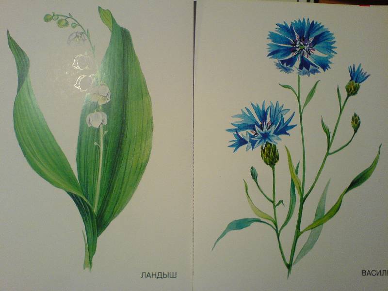 Иллюстрация 3 из 11 для Цветы. Наглядно-дидактическое пособие | Лабиринт - книги. Источник: Киви