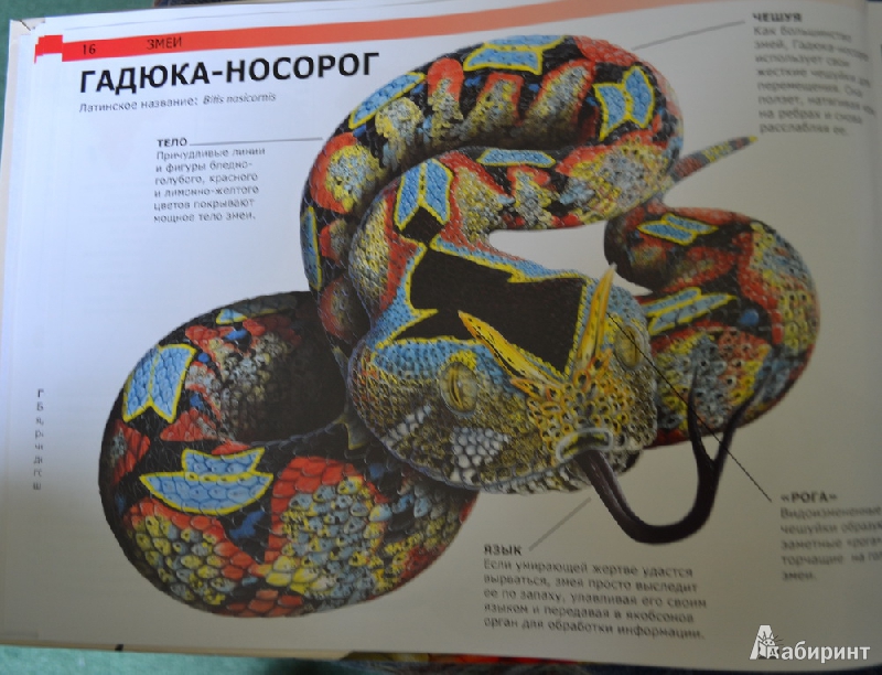 Иллюстрация 8 из 13 для Змеи и другие рептилии: самые страшные холоднокровные создания в мире - Сюзан Барраклаух | Лабиринт - книги. Источник: Irichka