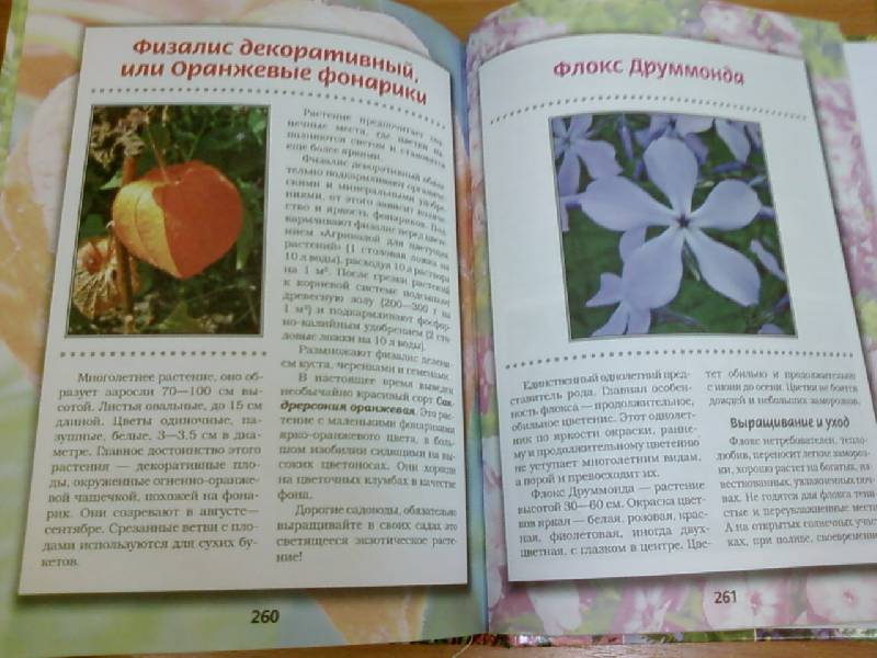 Иллюстрация 8 из 8 для Декоративные кустарники,деревья и цветы - Октябрина Ганичкина | Лабиринт - книги. Источник: lettrice