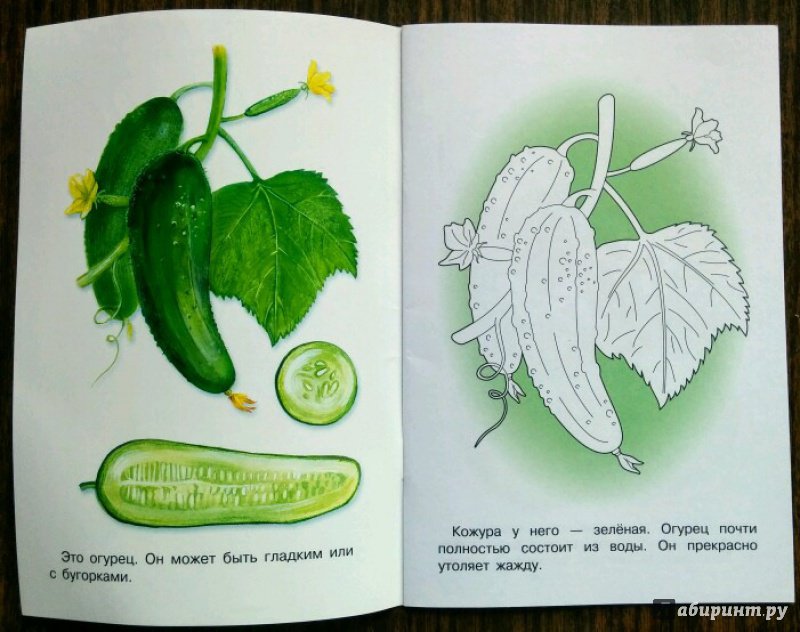 Иллюстрация 16 из 18 для Раскраска. Раскрашиваем и учимся. Овощи | Лабиринт - книги. Источник: Natalie Leigh