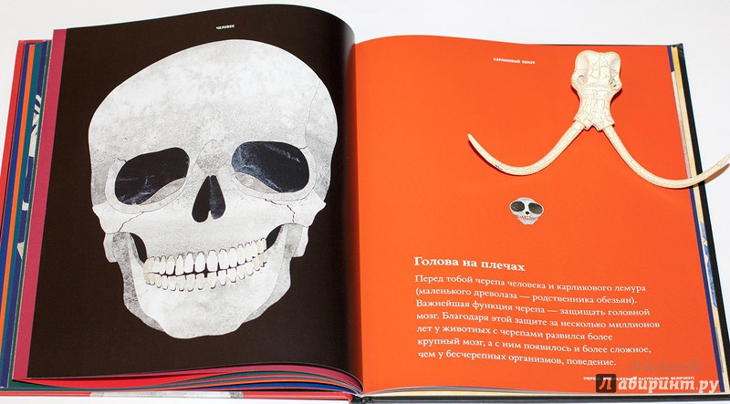 Иллюстрация 37 из 41 для Кости и скелеты - Стив Дженкинс | Лабиринт - книги. Источник: Букландия