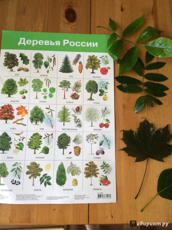 Иллюстрация 8 из 17 для Плакат "Деревья России" (2883) | Лабиринт - книги. Источник: Кулакова  Наталья