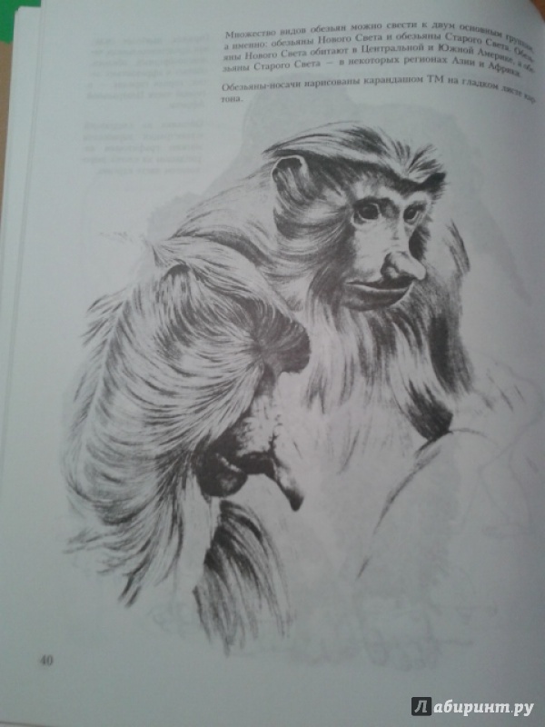 Иллюстрация 8 из 9 для Учитесь рисовать диких животных - Дэвид Браун | Лабиринт - книги. Источник: Ксения
