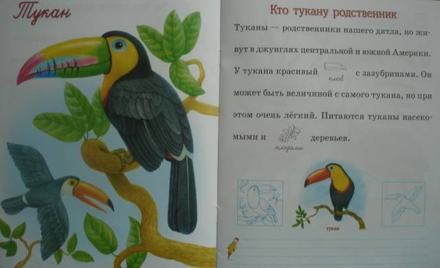 Иллюстрация 5 из 9 для Птицы и насекомые - Александрова, Дроздова | Лабиринт - книги. Источник: Настёна