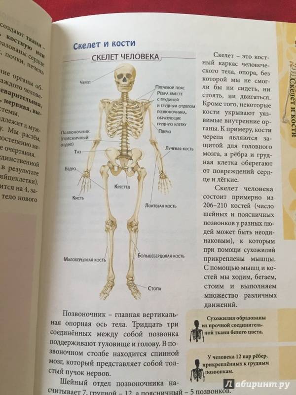 Иллюстрация 12 из 24 для Человек и его тело - Оксана Балуева | Лабиринт - книги. Источник: Cветлана Aзивская