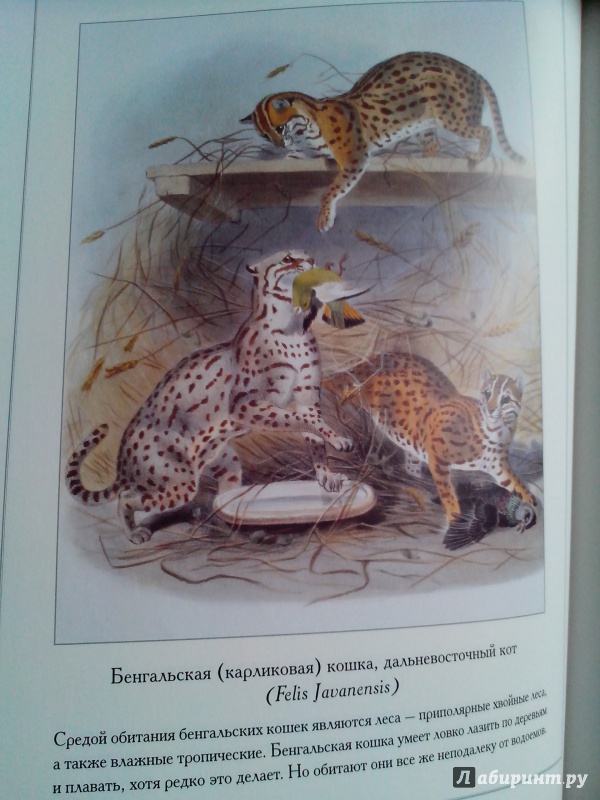 Иллюстрация 9 из 9 для Кошки - Даниэль Эллиот | Лабиринт - книги. Источник: Аболяева  Ирина
