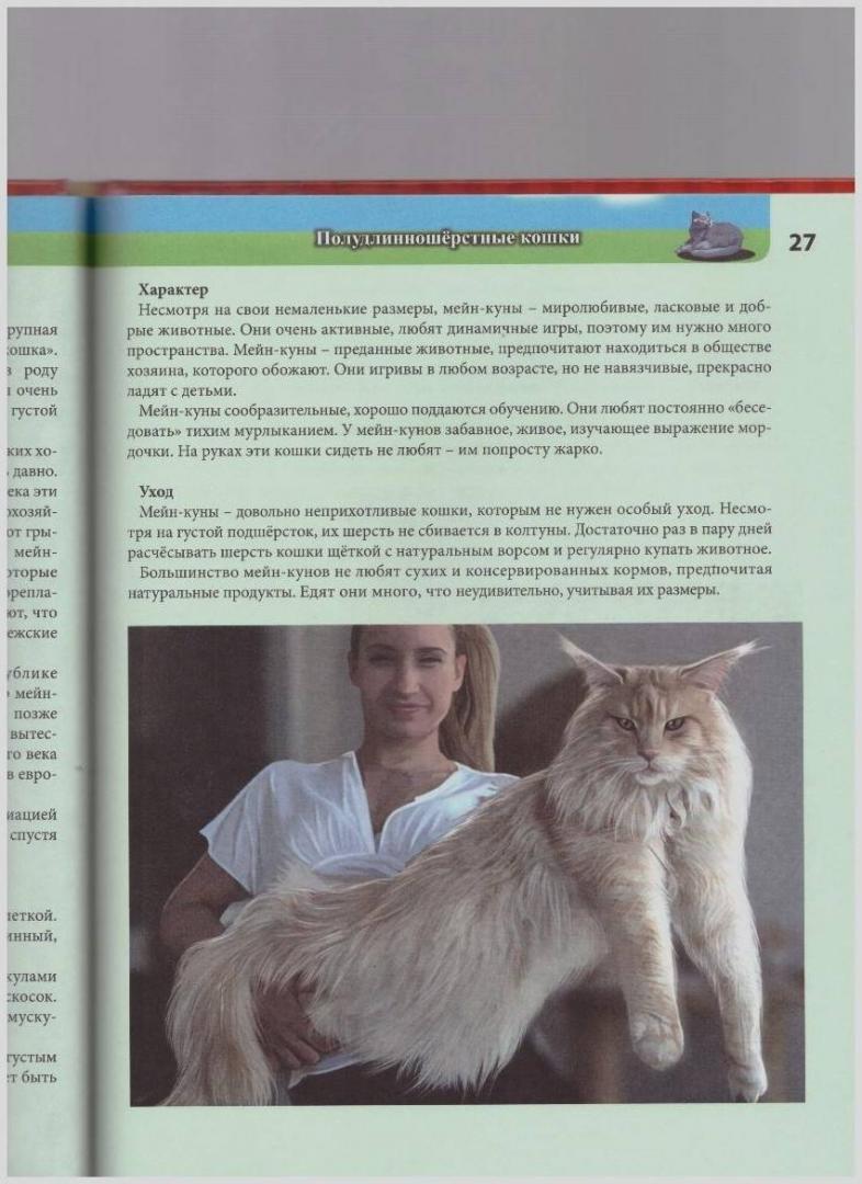 Иллюстрация 16 из 17 для Хочу все знать. Кошки - Леся Калугина | Лабиринт - книги. Источник: LanaEr