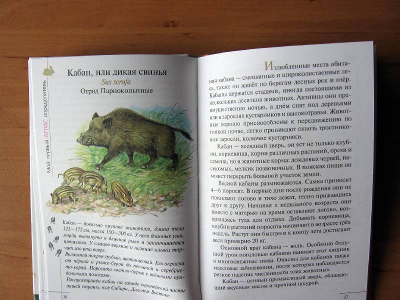 Иллюстрация 20 из 28 для Атлас. Животные леса (3582) - Бровкина, Сивоглазов | Лабиринт - книги. Источник: Red cat ;)