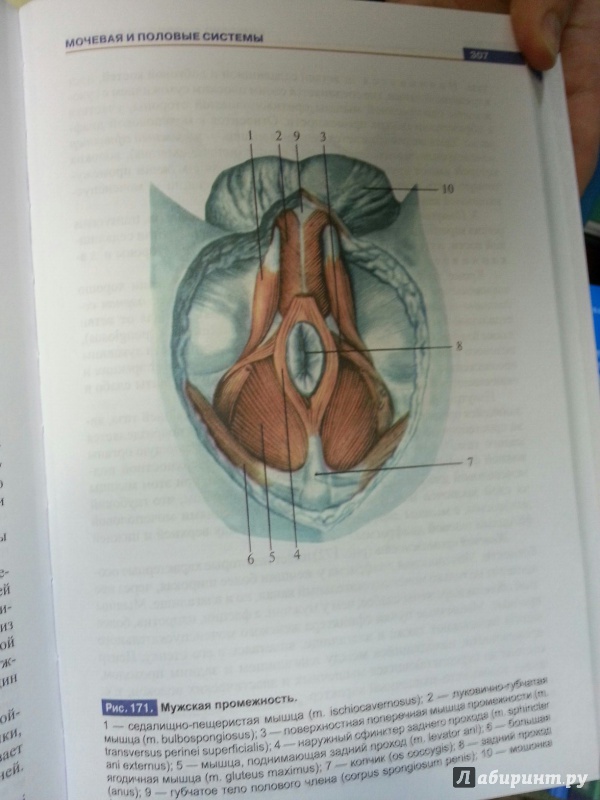 Иллюстрация 14 из 25 для Атлас анатомии человека. Учебное пособие для студентов учреждений СПО - Рудольф Самусев | Лабиринт - книги. Источник: Den