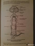 Учебное пособие: Центральная нервная система в графиках и схемах
