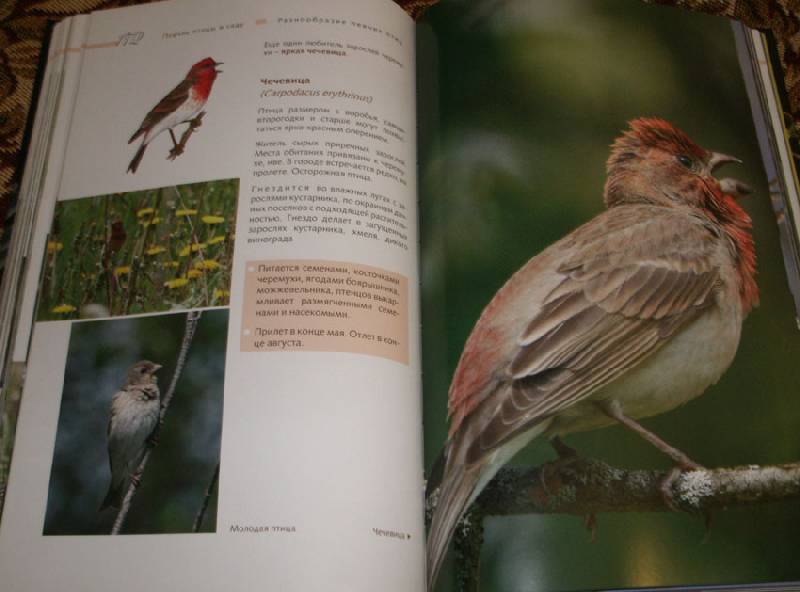 Иллюстрация 6 из 14 для Певчие птицы - Митителло, Хромушин | Лабиринт - книги. Источник: Ёжик