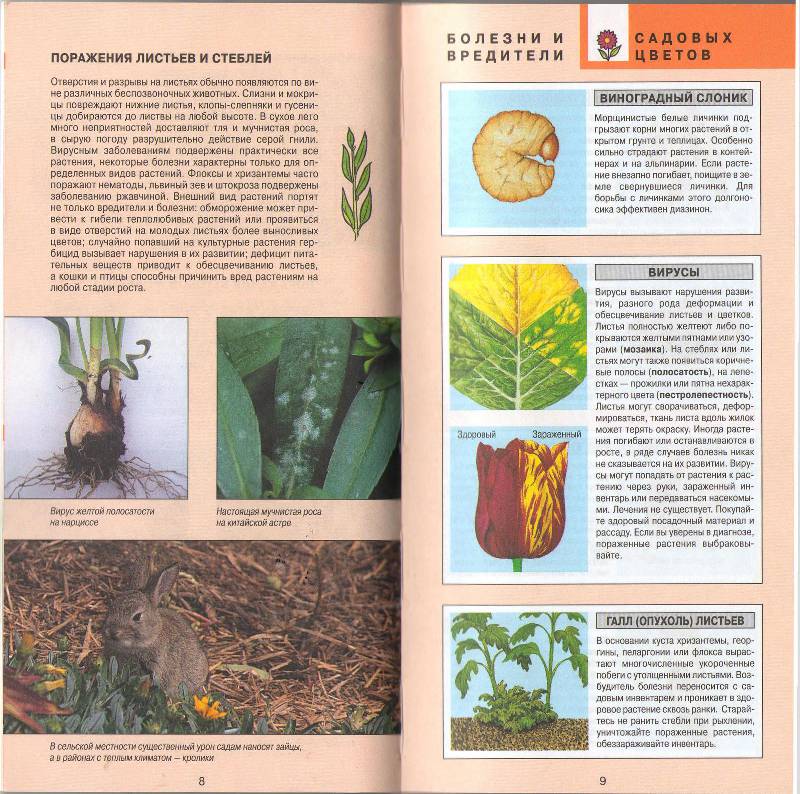 Иллюстрация 16 из 27 для Все о болезнях и вредителях растений - Дэвид Хессайон | Лабиринт - книги. Источник: zingara