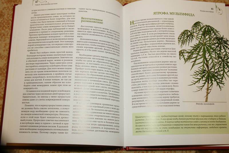 Иллюстрация 14 из 16 для Комнатные растения дарят здоровье - Николай Азарушкин | Лабиринт - книги. Источник: Кнопа2