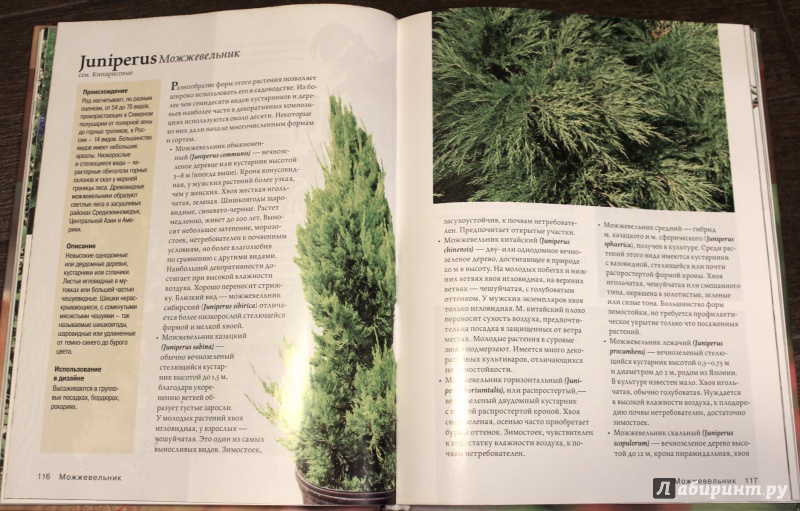 Иллюстрация 3 из 33 для Современное декоративное садоводство. Деревья и кустарники (+CD) | Лабиринт - книги. Источник: fionna_cake