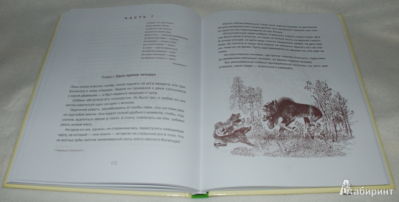 Иллюстрация 16 из 25 для Город и лес у моря - Виталий Бианки | Лабиринт - книги. Источник: Книжный кот