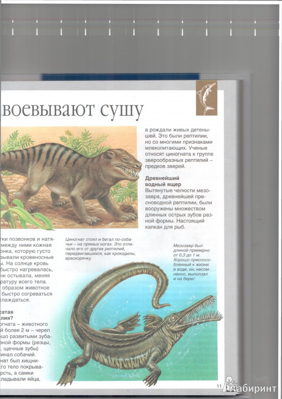 Иллюстрация 8 из 36 для Динозавры - Лора Камбурнак | Лабиринт - книги. Источник: Юлия Короткова