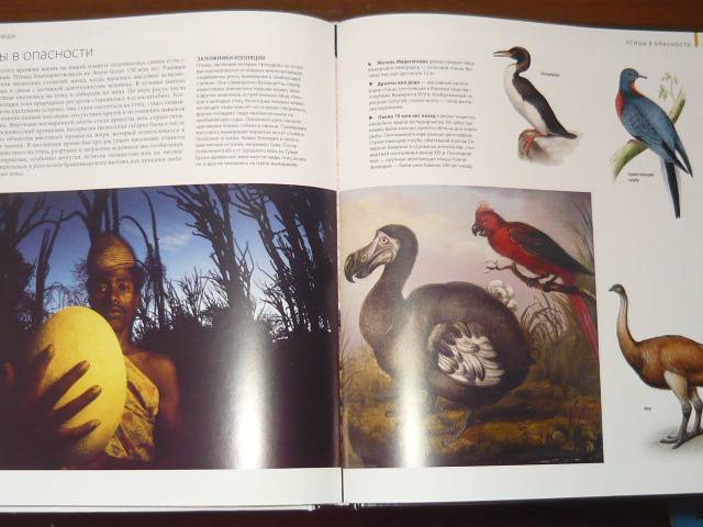Иллюстрация 19 из 63 для Птицы - Джоанна Бургер | Лабиринт - книги. Источник: Ромашка:-)