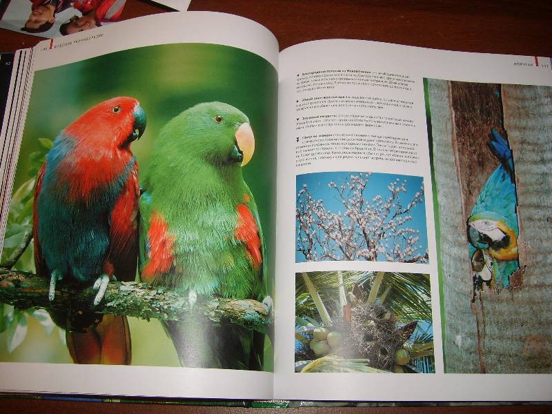 Иллюстрация 52 из 56 для В мире птиц. Энциклопедия - Джоанна Бургер | Лабиринт - книги. Источник: tatiana