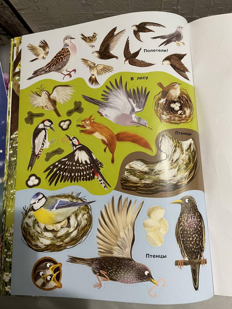 Иллюстрация 28 из 32 для Малиновки, синицы и другие птицы | Лабиринт - книги. Источник: Лабиринт