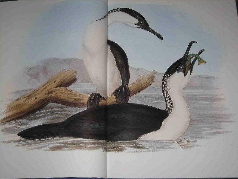 Иллюстрация 41 из 51 для Птицы Австралии (в футляре) - Джон Гульд | Лабиринт - книги. Источник: Трухина Ирина