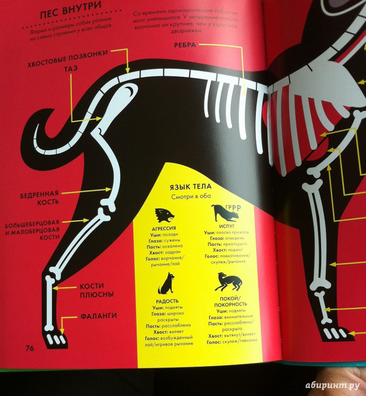 Иллюстрация 32 из 40 для Царство животных - Блекмен, Роджерс | Лабиринт - книги. Источник: alexss