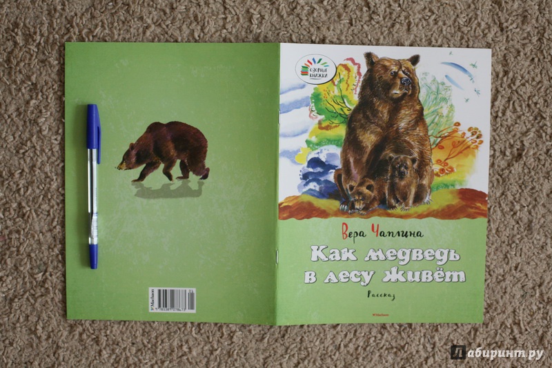 Иллюстрация 22 из 44 для Как медведь в лесу живёт - Вера Чаплина | Лабиринт - книги. Источник: дважды