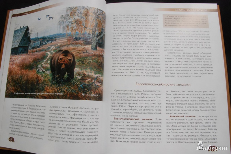 Иллюстрация 4 из 43 для Охота на медведя - Олег Малов | Лабиринт - книги. Источник: bailadora