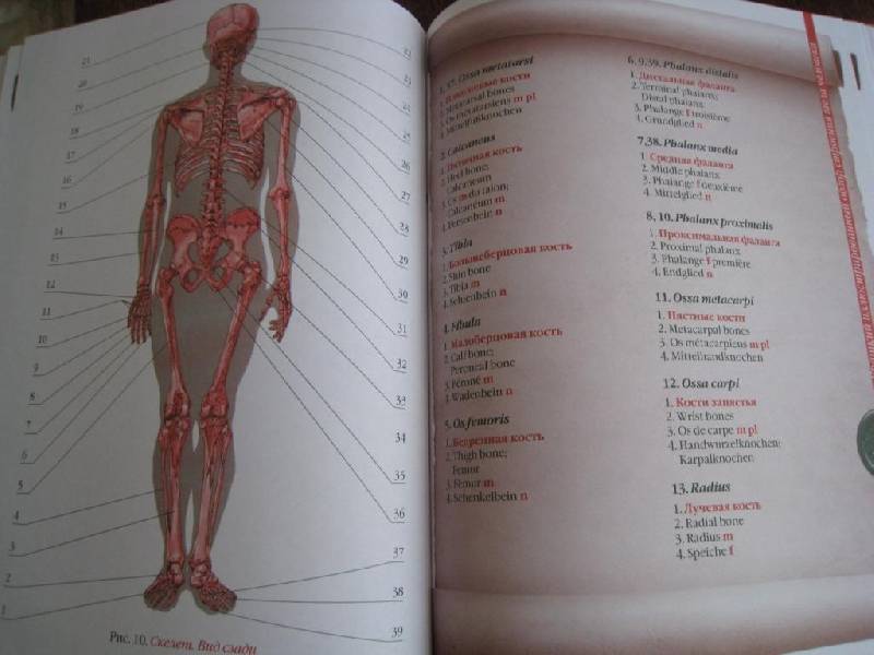 Иллюстрация 2 из 2 для Популярный атлас анатомии человека - Елисеев, Россоловский | Лабиринт - книги. Источник: Ирима