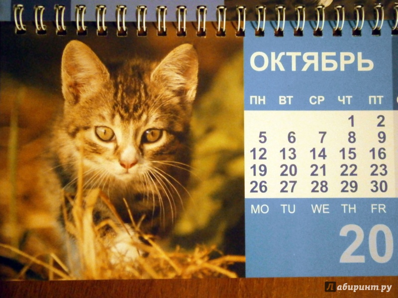 Иллюстрация 11 из 13 для Календарь-домик 2015 "Котята" | Лабиринт - сувениры. Источник: D8  _