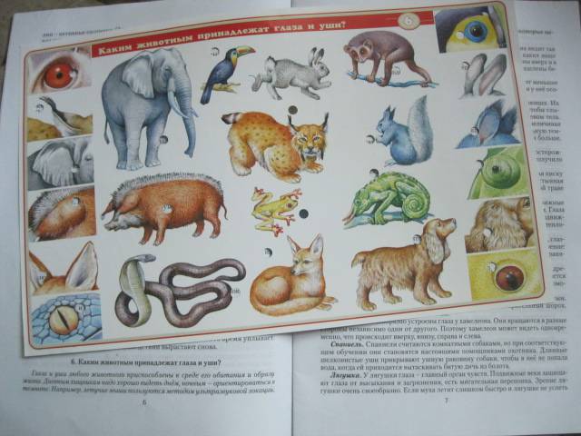 Иллюстрация 22 из 25 для Электровикторина: "Детям о животных" | Лабиринт - игрушки. Источник: NINANI
