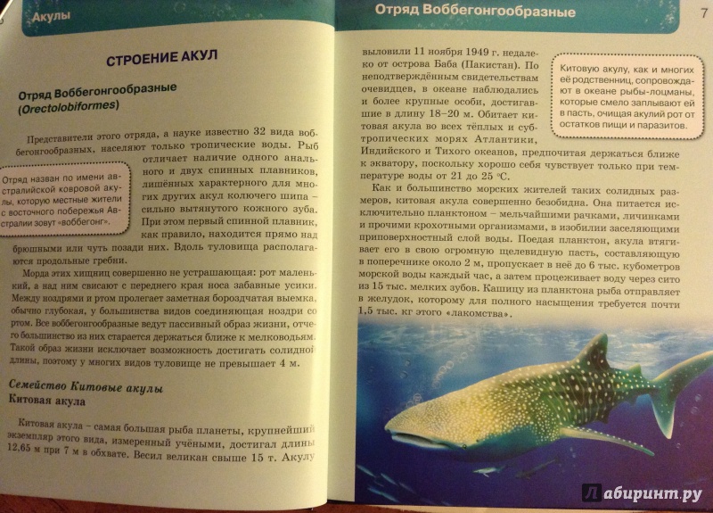 Иллюстрация 5 из 37 для Акулы | Лабиринт - книги. Источник: bunabuna350