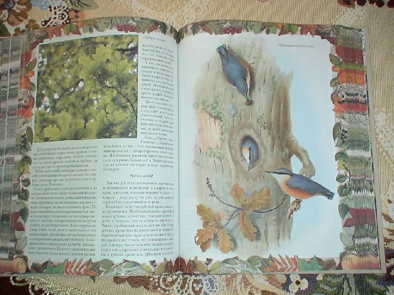 Иллюстрация 17 из 33 для Беседы о русском лесе - Дмитрий Кайгородов | Лабиринт - книги. Источник: Дубровина Наталья