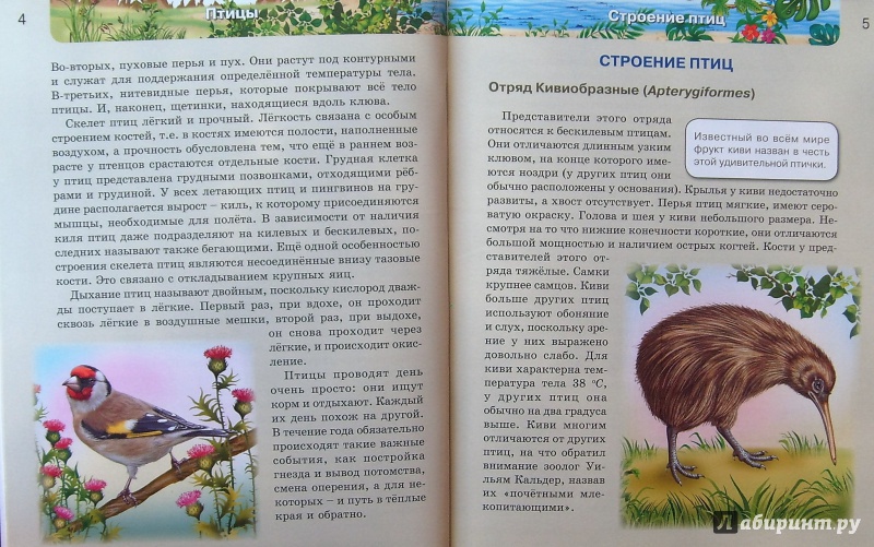 Иллюстрация 11 из 61 для Птицы | Лабиринт - книги. Источник: Соловьев  Владимир